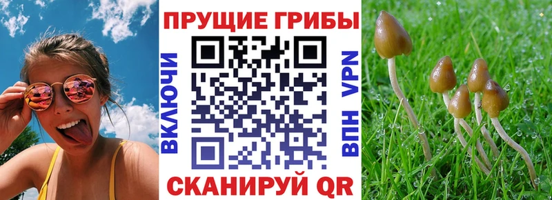 Псилоцибиновые грибы прущие грибы  Курганинск 